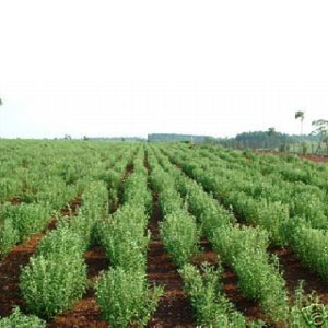 stevia